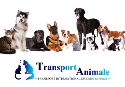 Transport animale de companie din țară în Europa